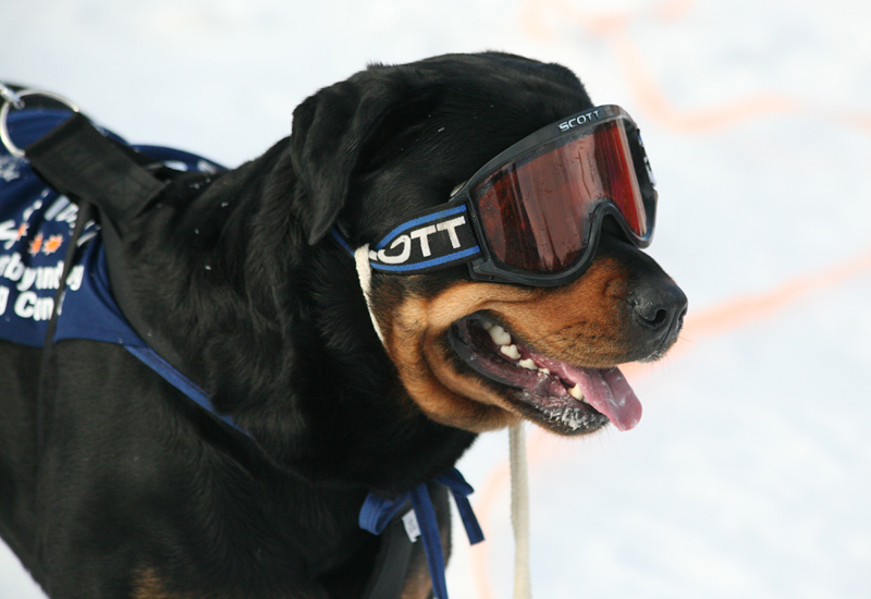 dog