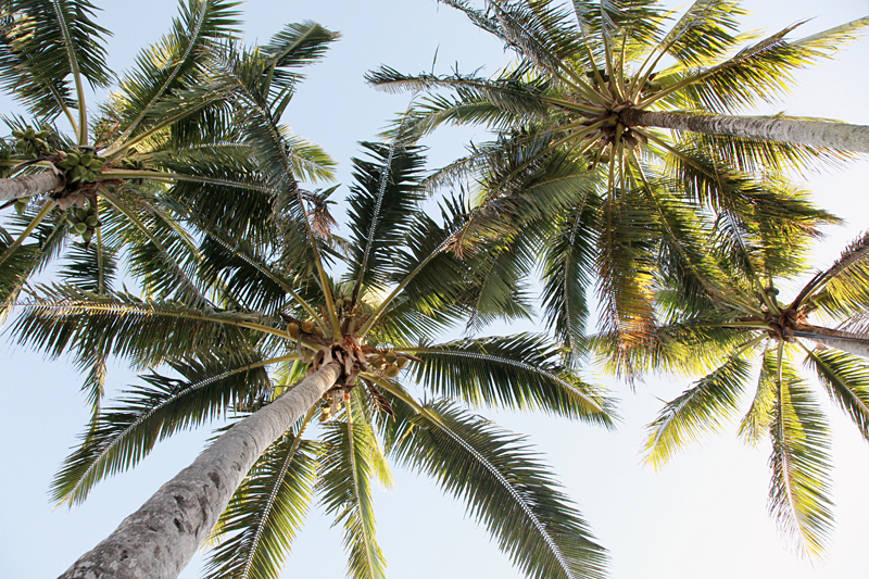 palmtrees