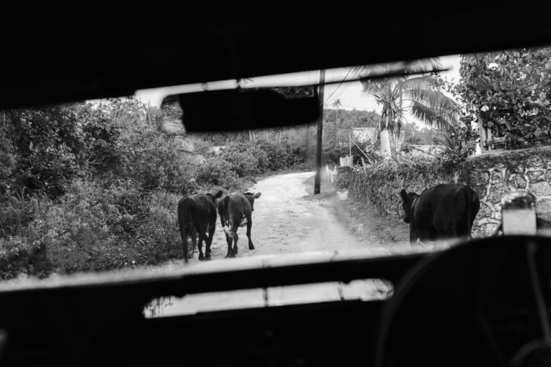 view of cows out the jeep window