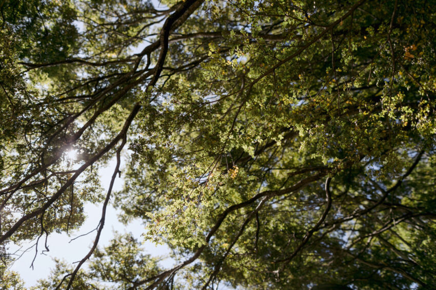 Beech trees