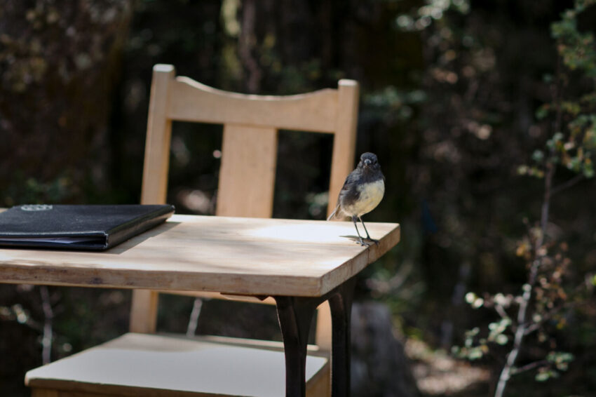 New Zealand robin or toutouwai on signing table