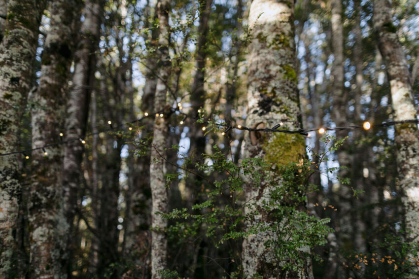 Close up of fairy lights in forest