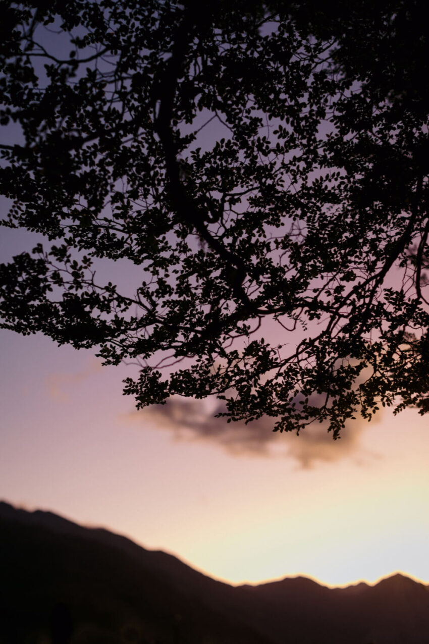 Sunset colours through beech trees