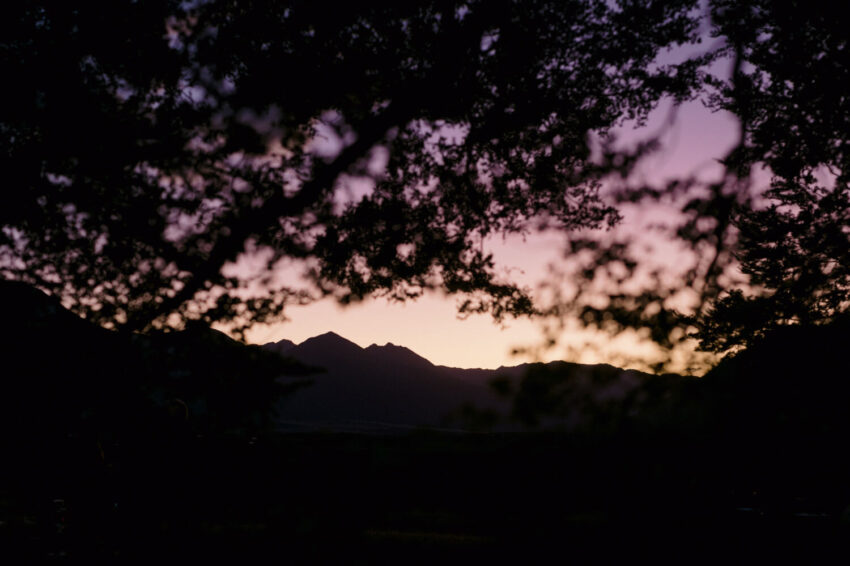 Sunset colours through beech trees